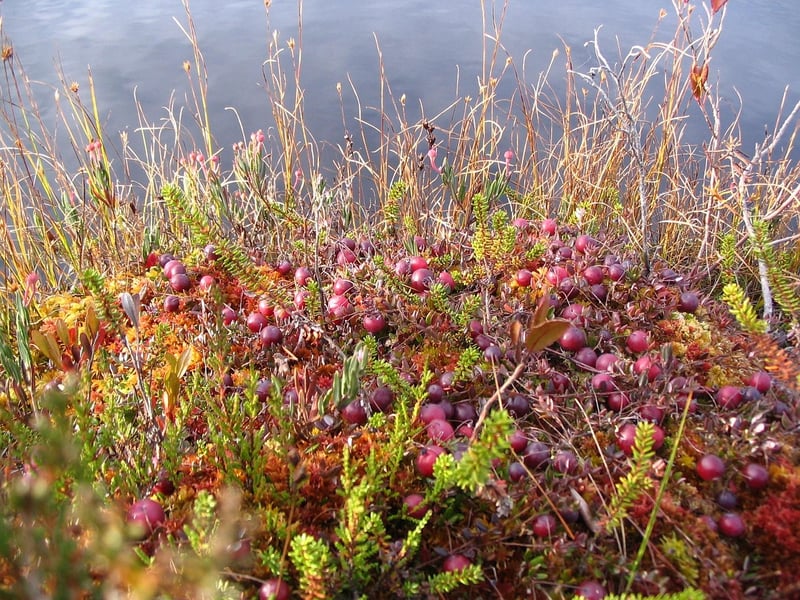 Cranberries